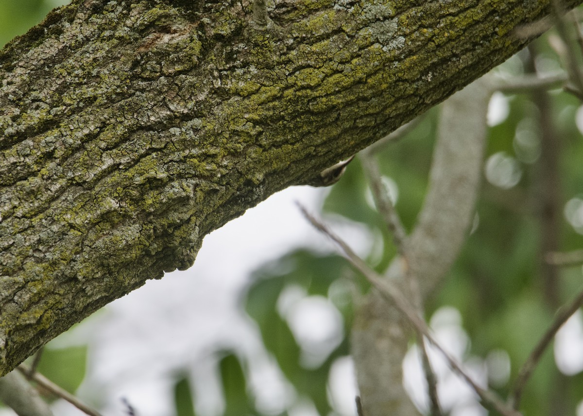 Brown Creeper - ML609434116