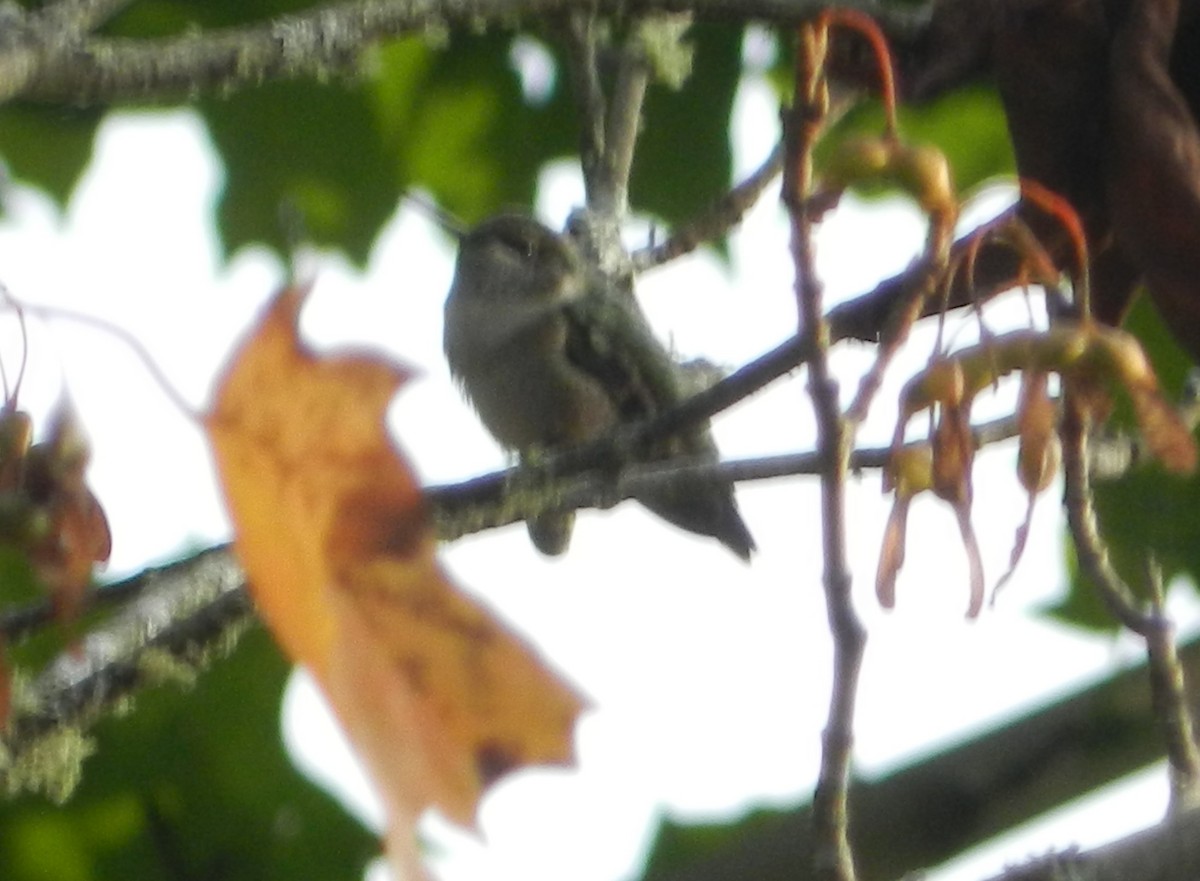 Ruby-throated Hummingbird - Kathleen Spicer