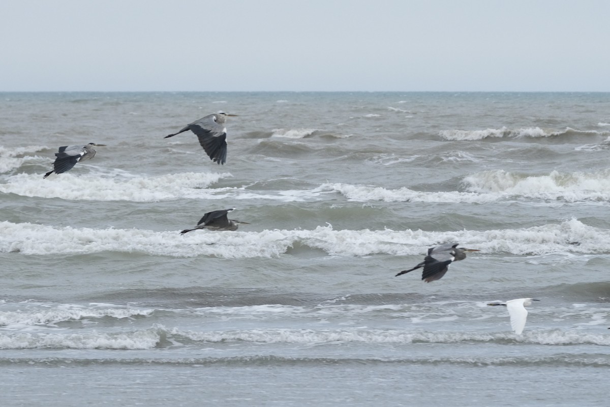 Gray Heron - ML609434136