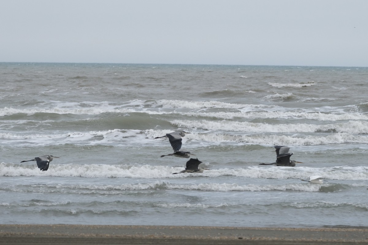 Gray Heron - ML609434137