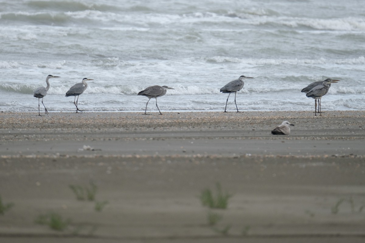 Gray Heron - ML609434138