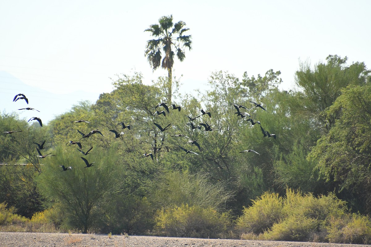 White-faced Ibis - Team Sidhu-White