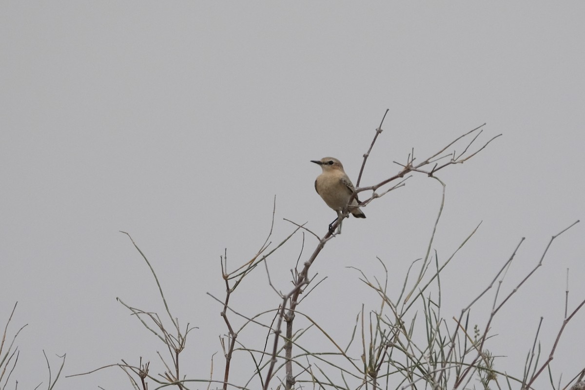 Northern Wheatear - ML609434175