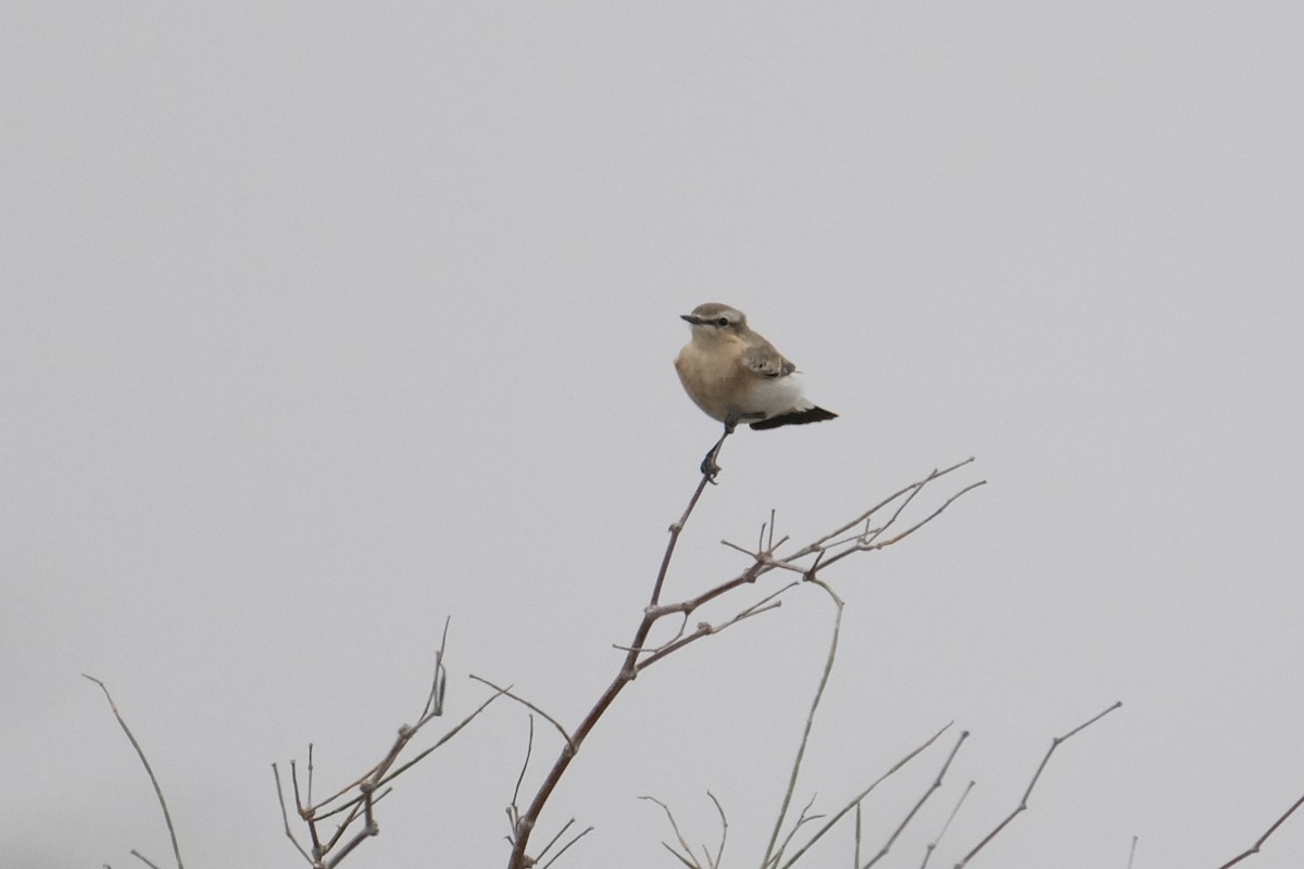 Northern Wheatear - ML609434176