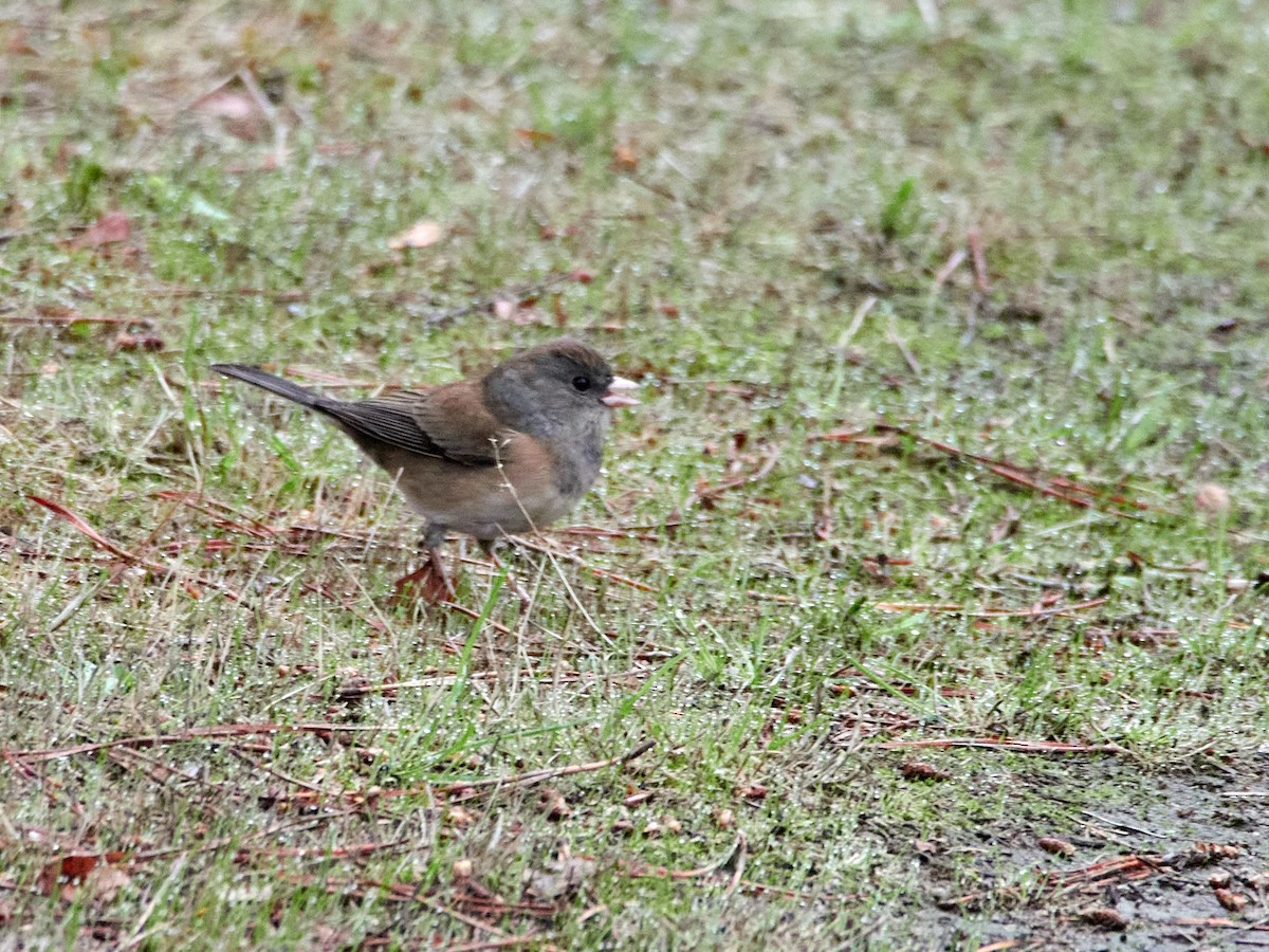 Junco ardoisé (groupe oreganus) - ML609434193