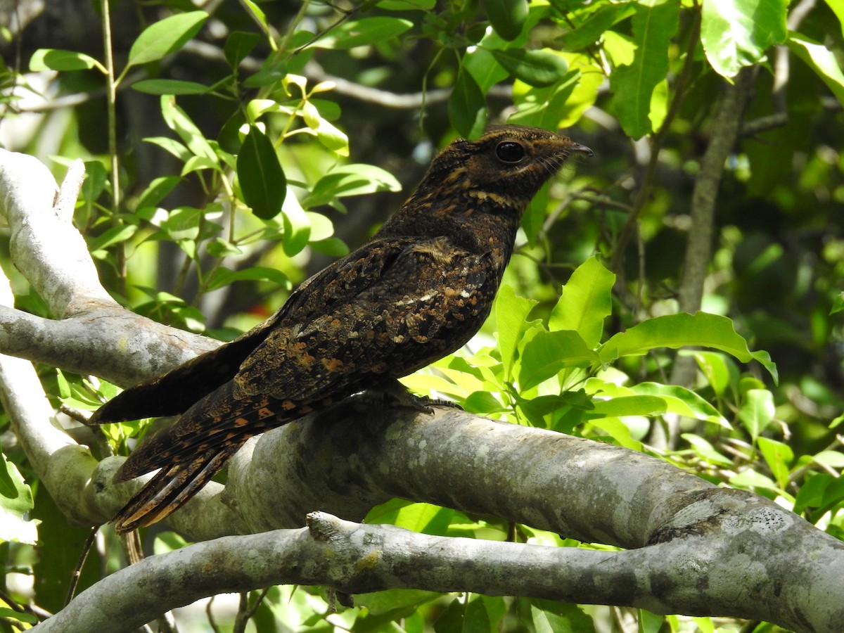 Chuck-will's-widow - ML609434233