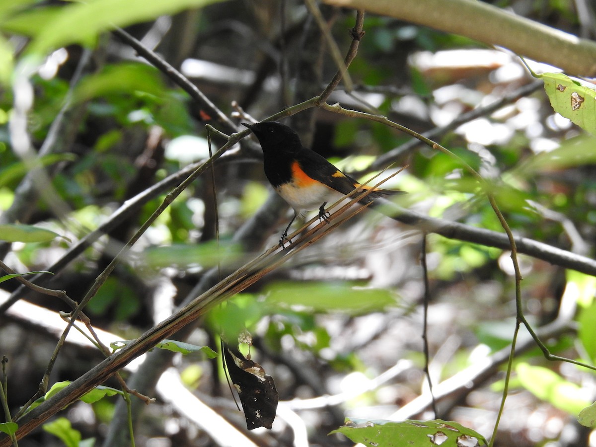 American Redstart - ML609434309