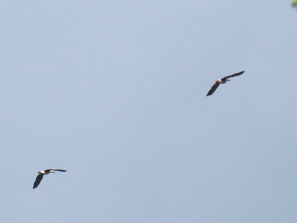 Greater White-fronted Goose - ML609434321