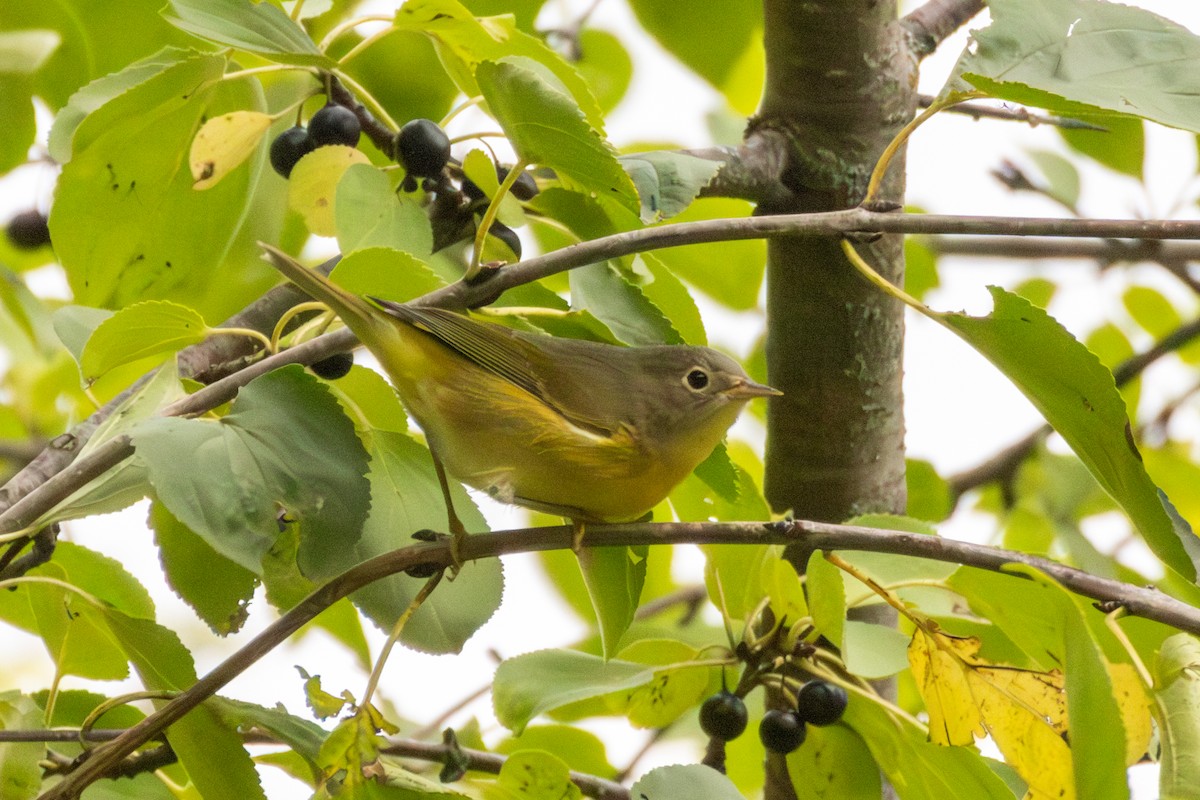 Nashville Warbler - ML609434333