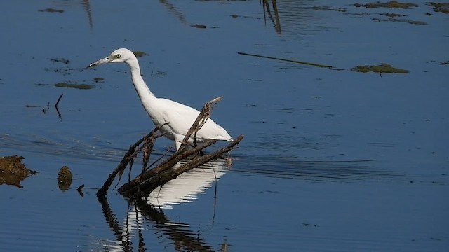 Little Blue Heron - ML609434348