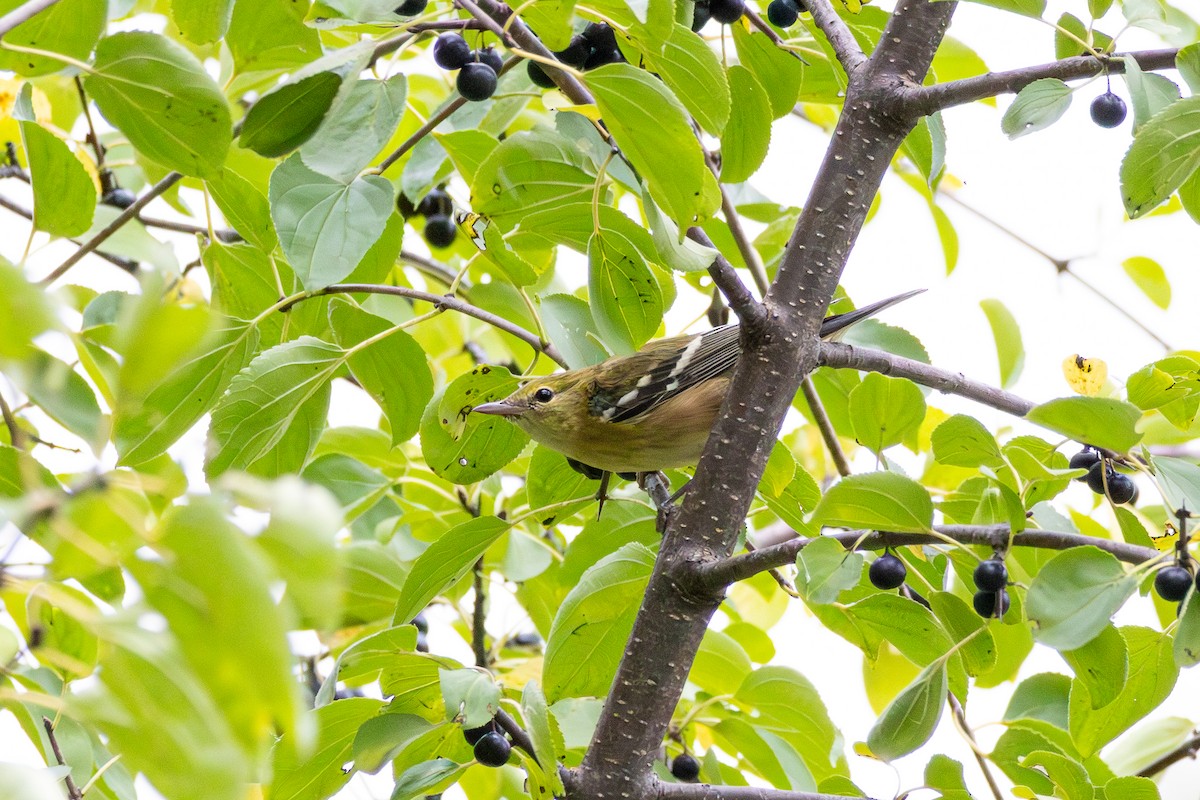 Bay-breasted Warbler - ML609434350