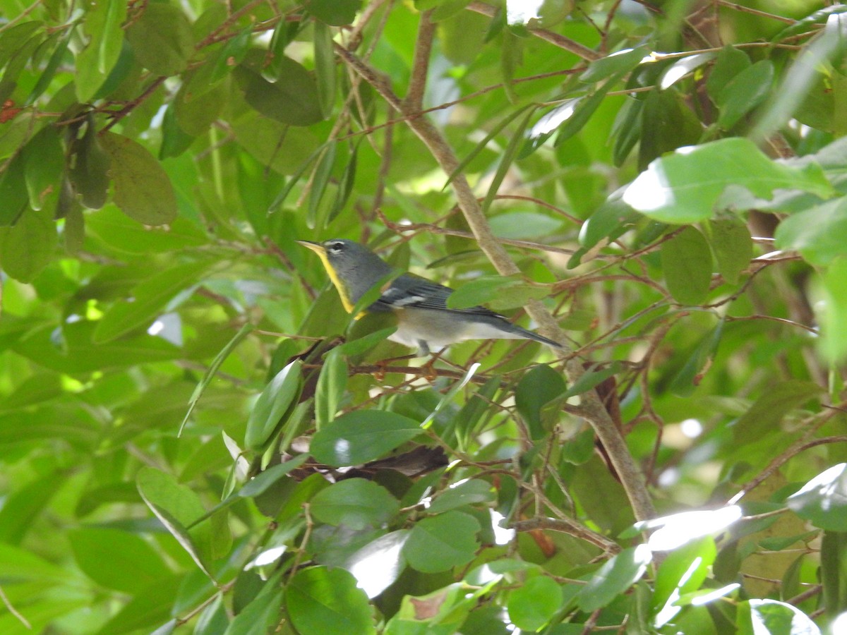 Northern Parula - ML609434351