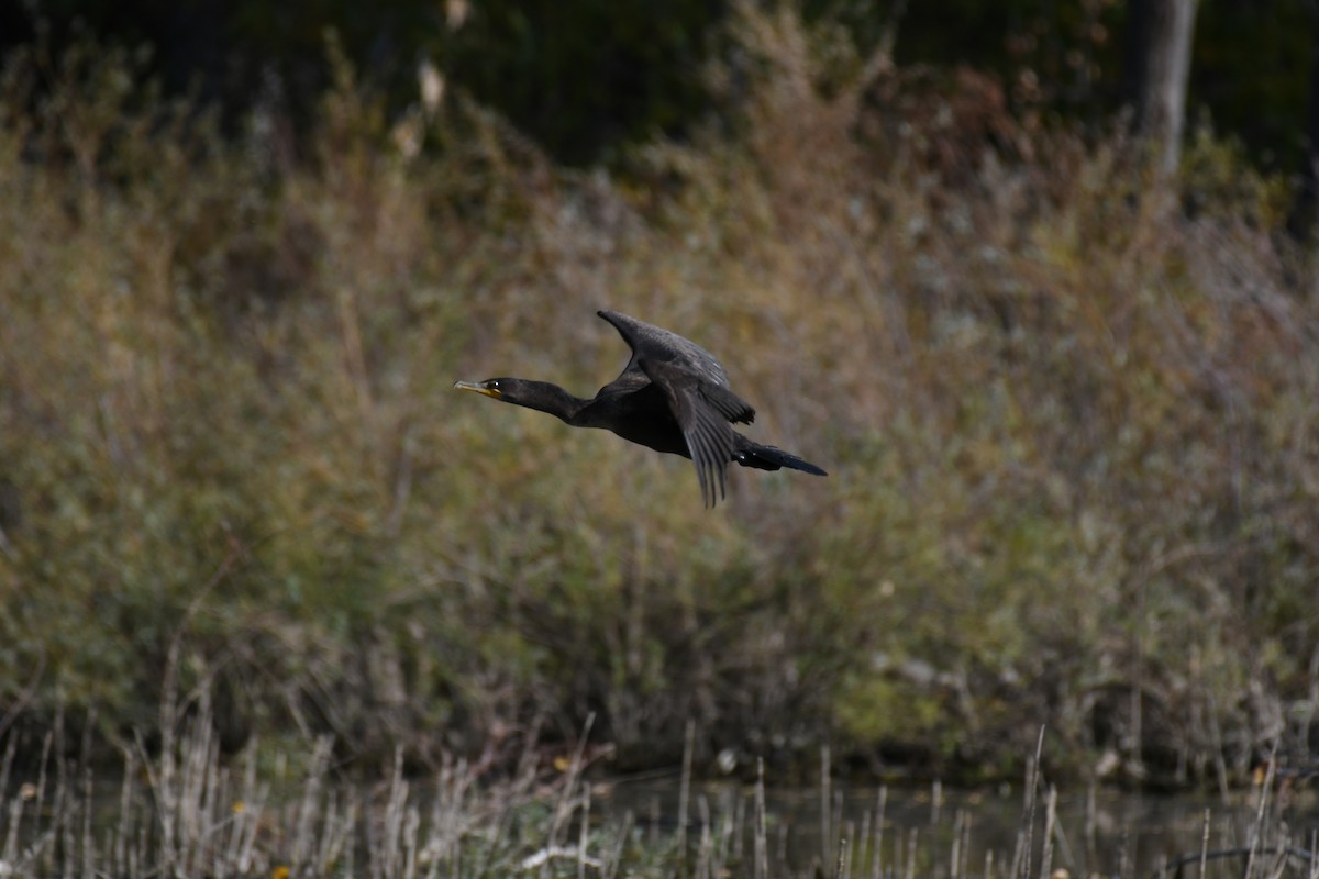 Double-crested Cormorant - Debra Pirrello