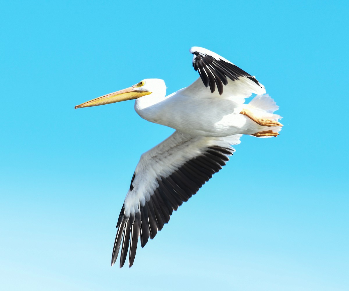 American White Pelican - Debra Pirrello