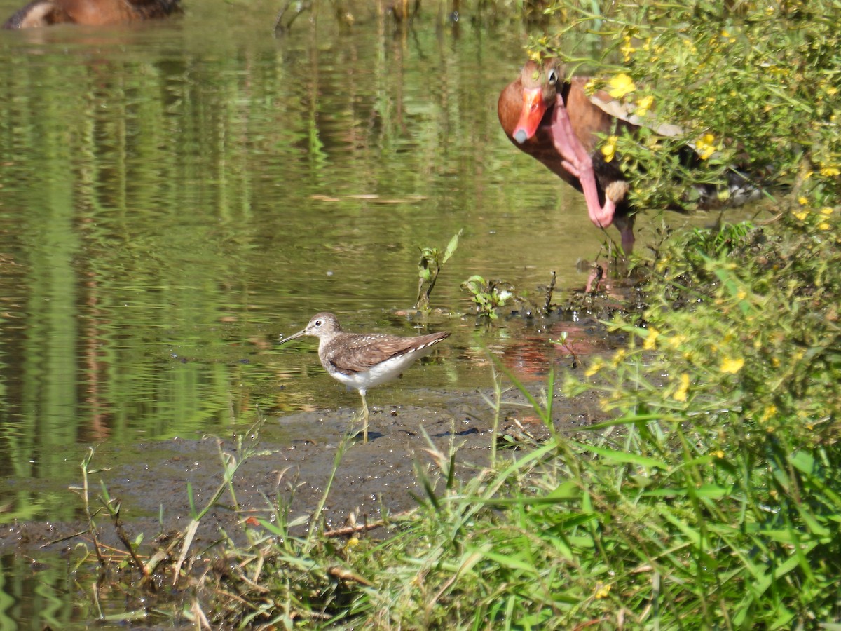 Solitary Sandpiper - ML609434411