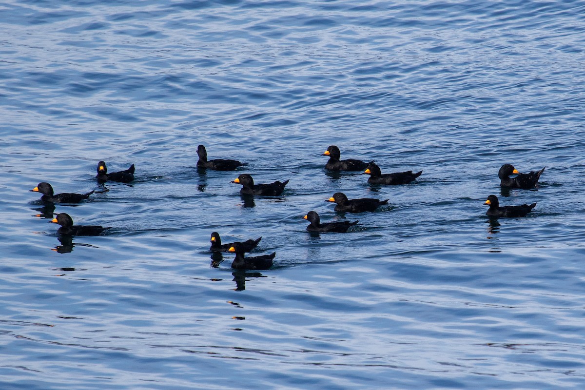 Black Scoter - ML609434440