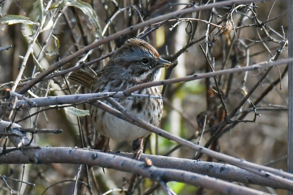 Song Sparrow - Debra Pirrello