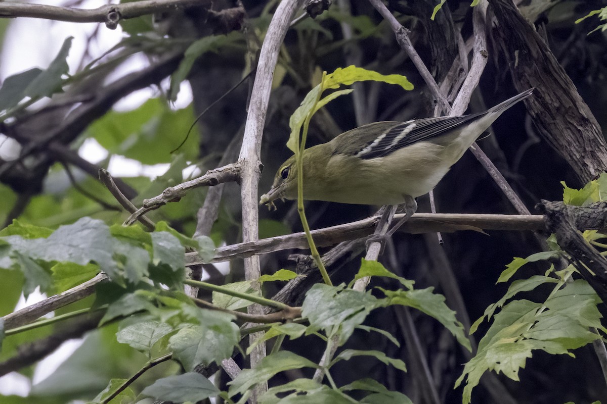 Bay-breasted Warbler - Mel Green