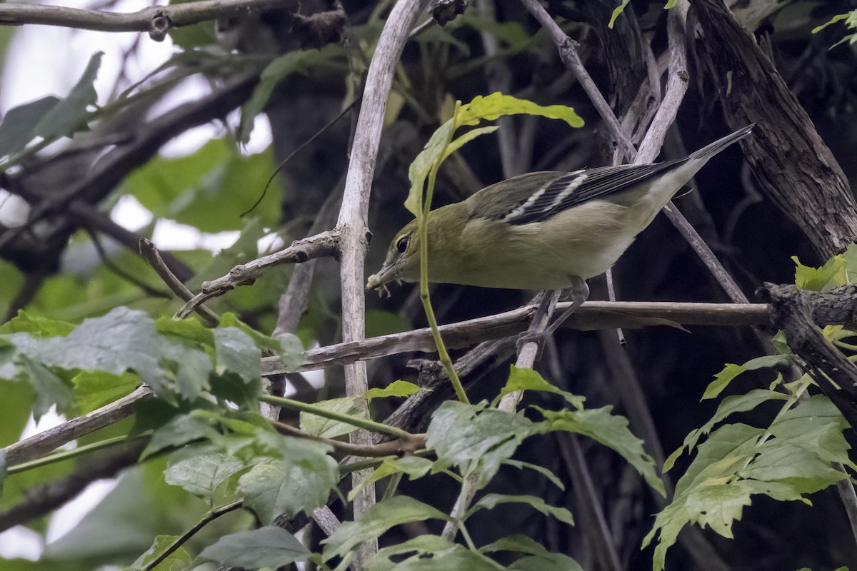 Braunkehl-Waldsänger - ML609434484