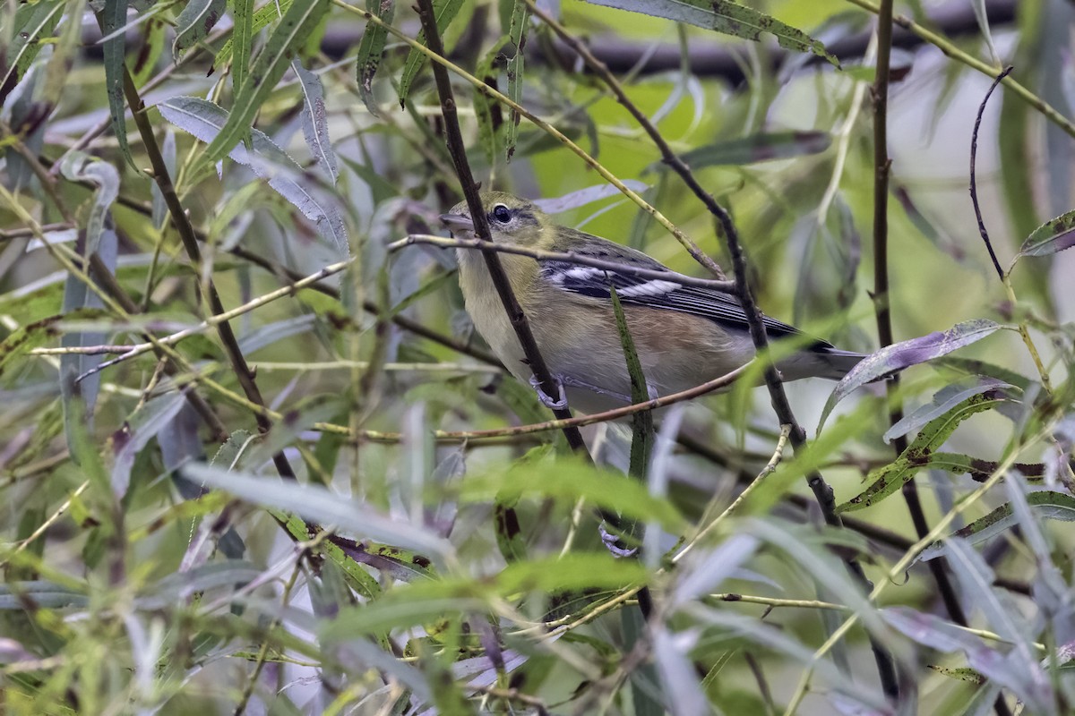 Bay-breasted Warbler - Mel Green