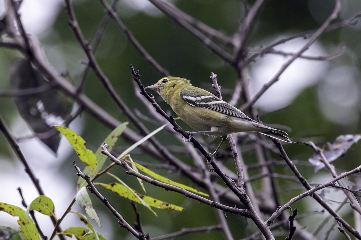 Bay-breasted Warbler - Mel Green