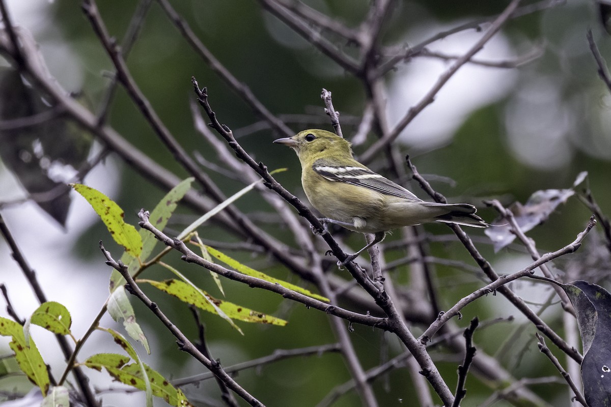 Bay-breasted Warbler - ML609434504