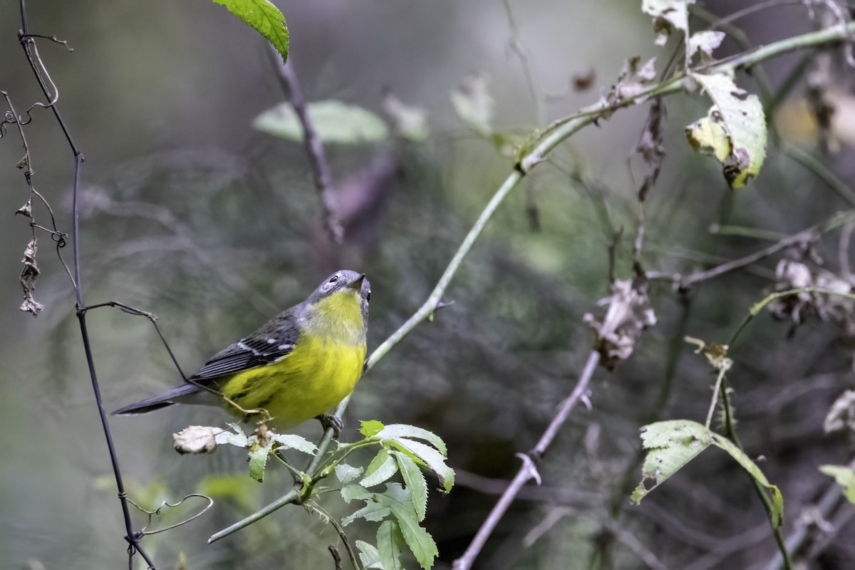 Magnolia Warbler - ML609434520