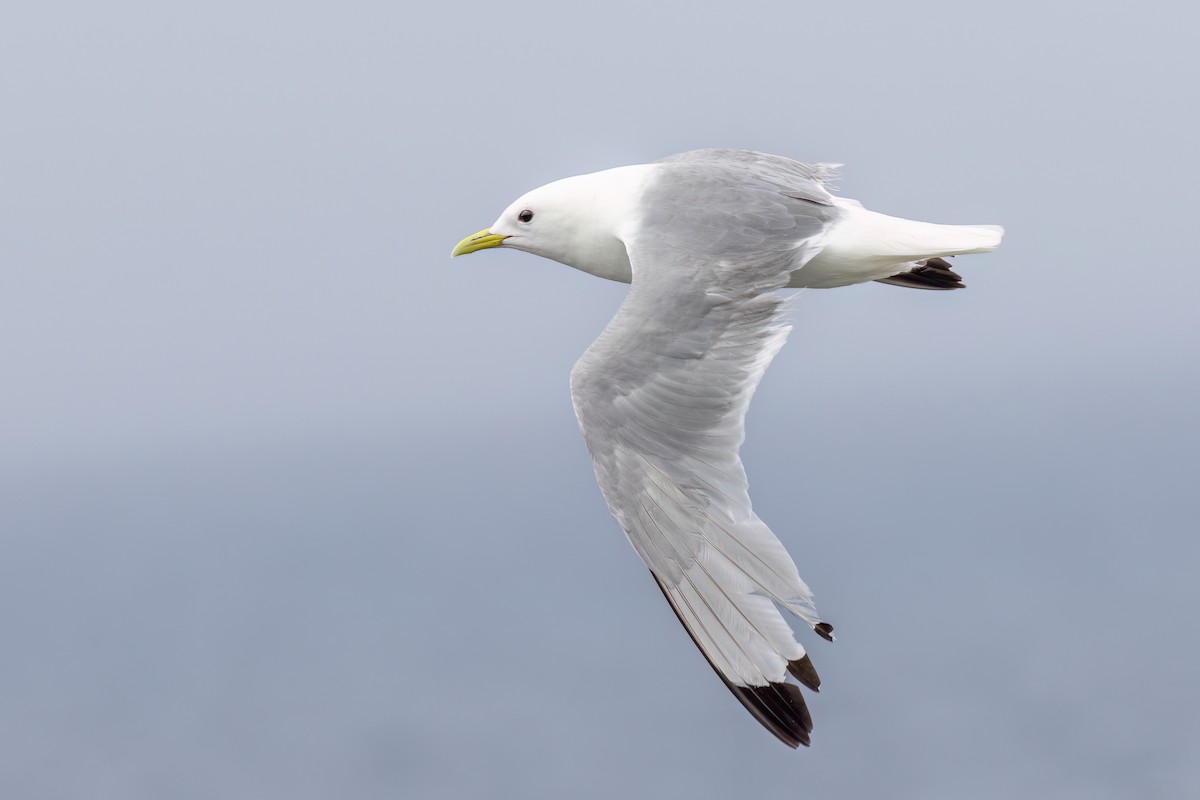 Mouette tridactyle - ML609434523