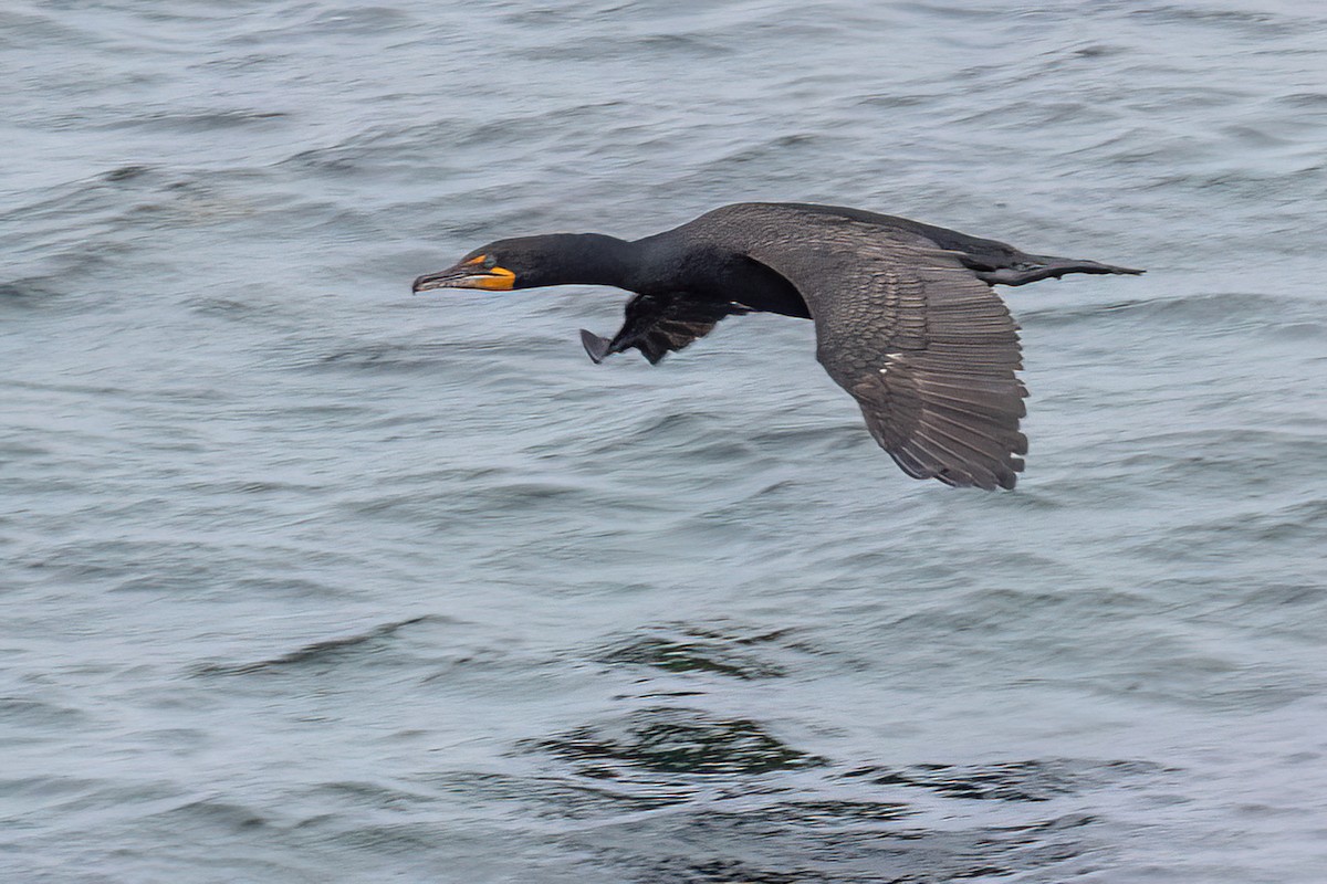 Double-crested Cormorant - Alan Knowles