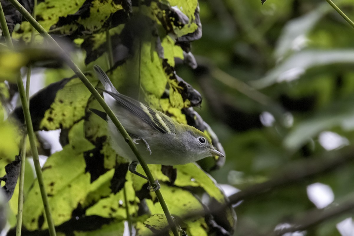 Chestnut-sided Warbler - ML609434535