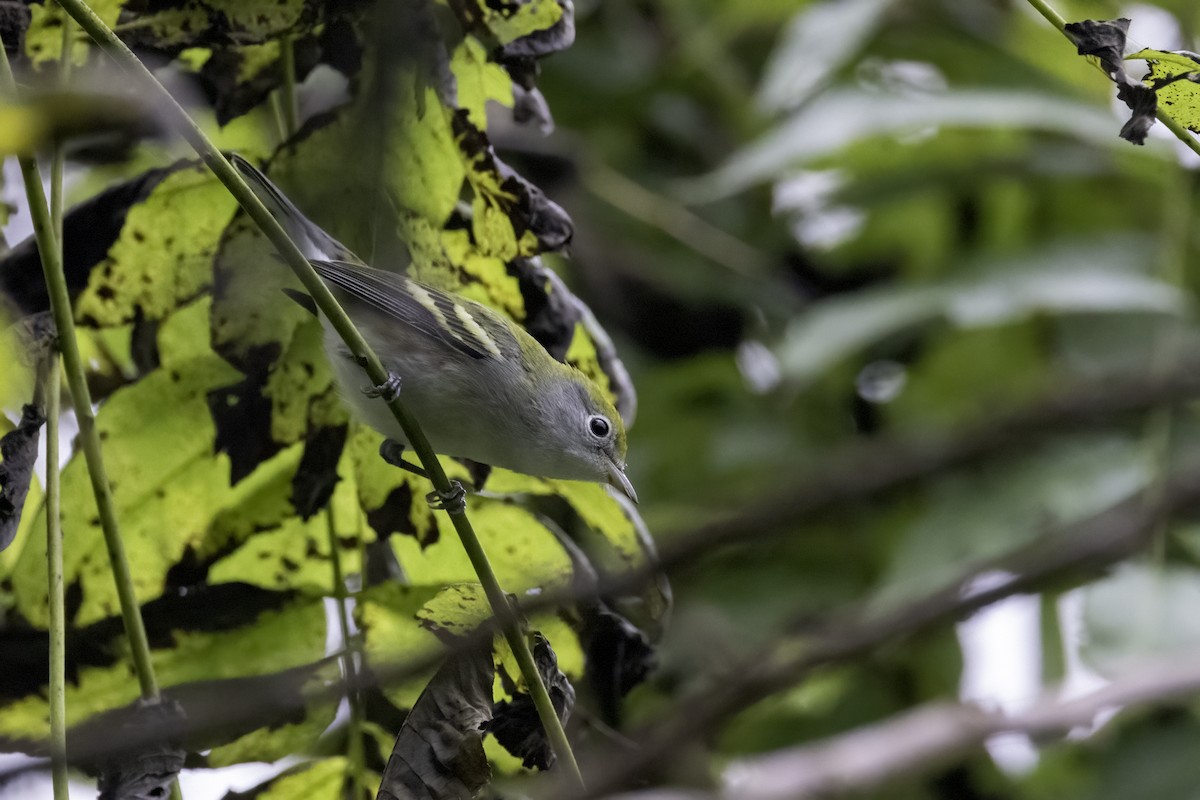 Chestnut-sided Warbler - ML609434536