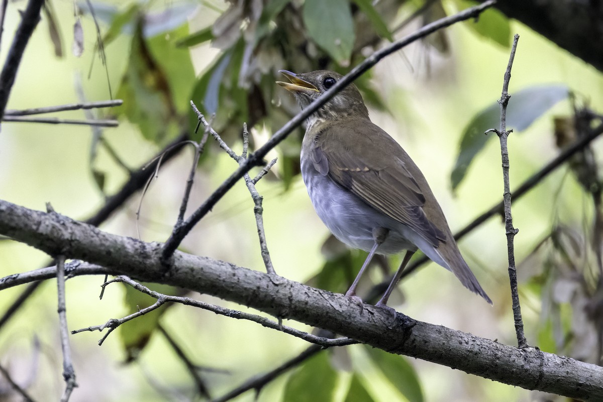 Gray-cheeked Thrush - ML609434554