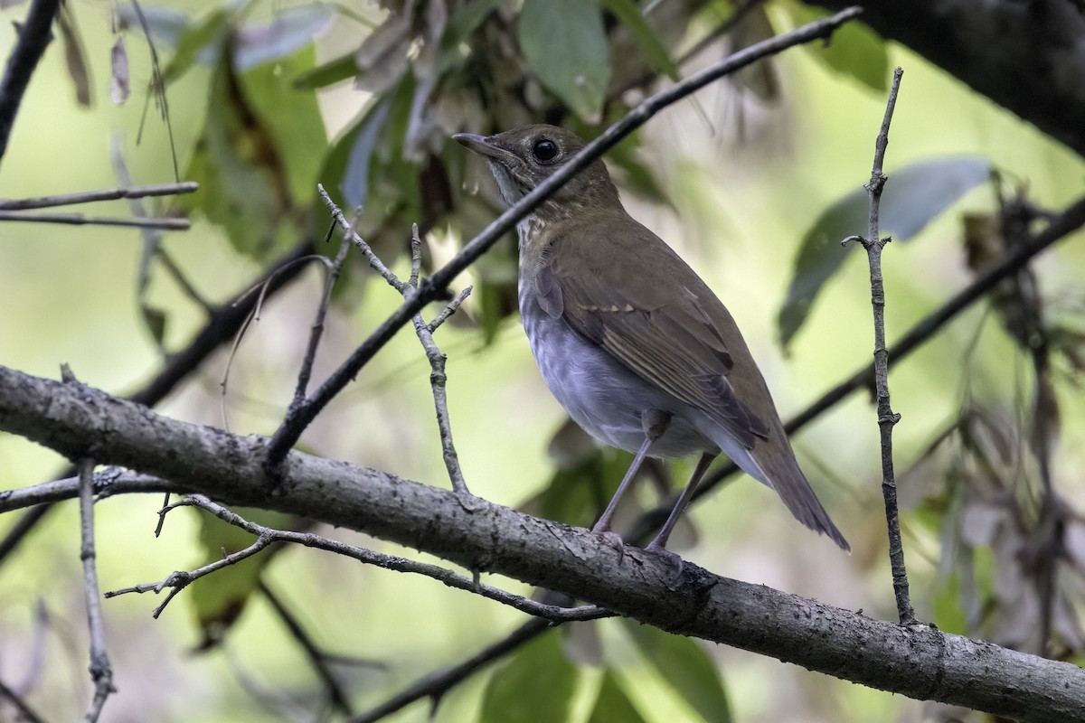 Gray-cheeked Thrush - Mel Green