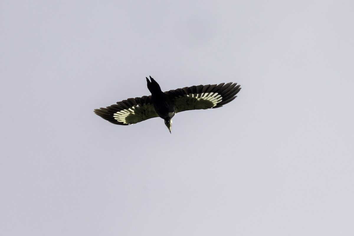 Pileated Woodpecker - ML609434560