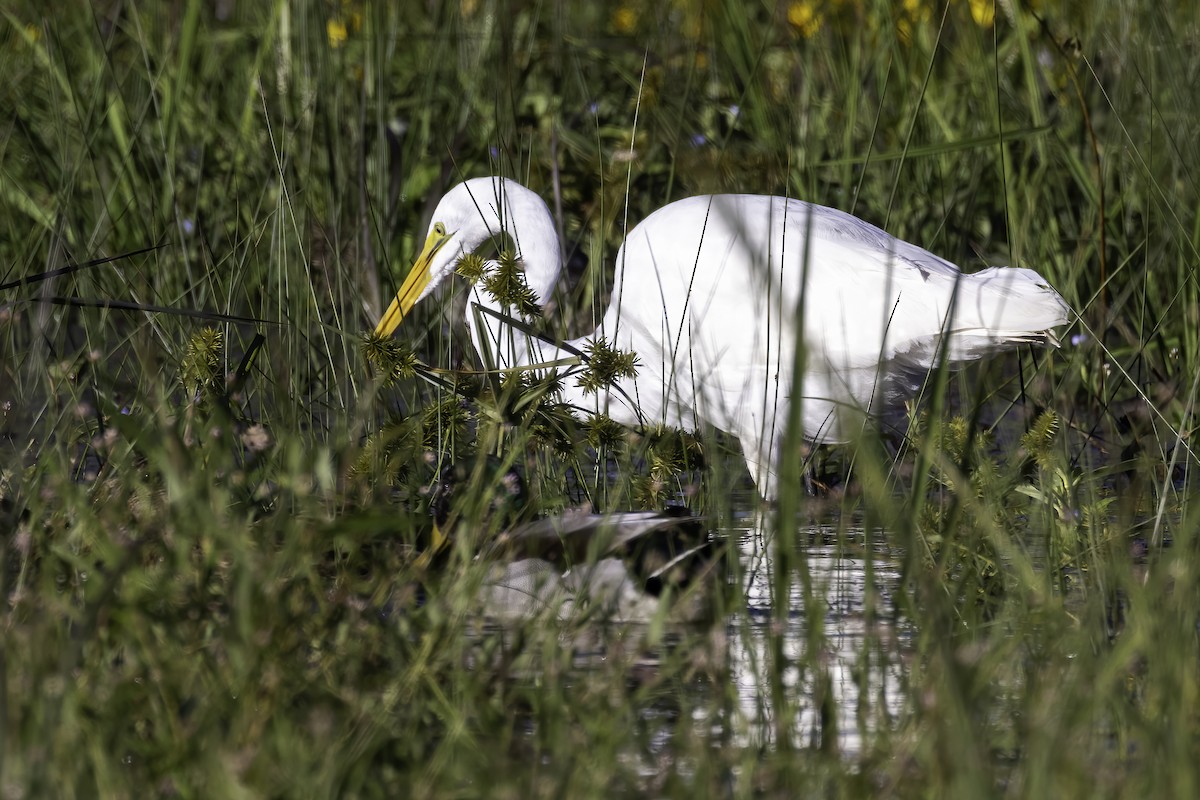 Great Egret - ML609434584