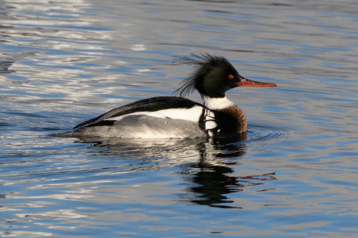 Red-breasted Merganser - Robert Raffel