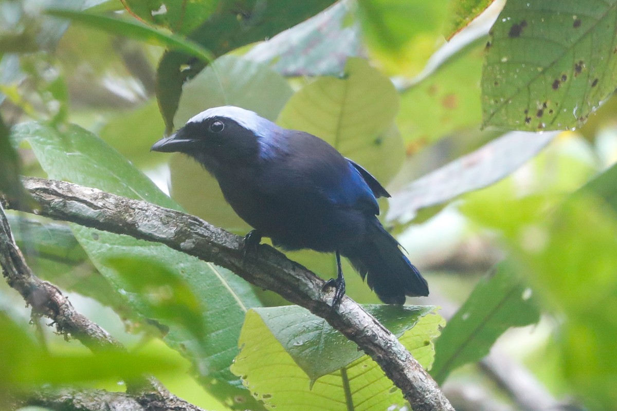 Beautiful Jay - ML609434677