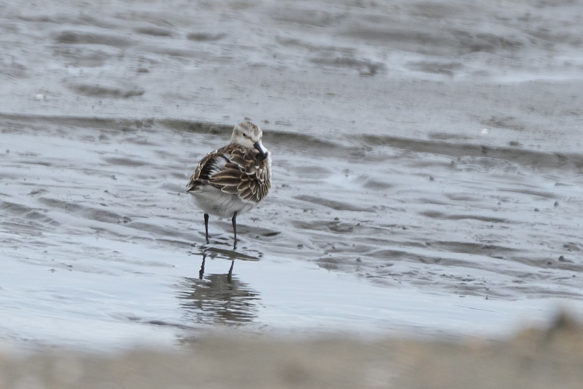 Little Stint - Austin C & Haocong R