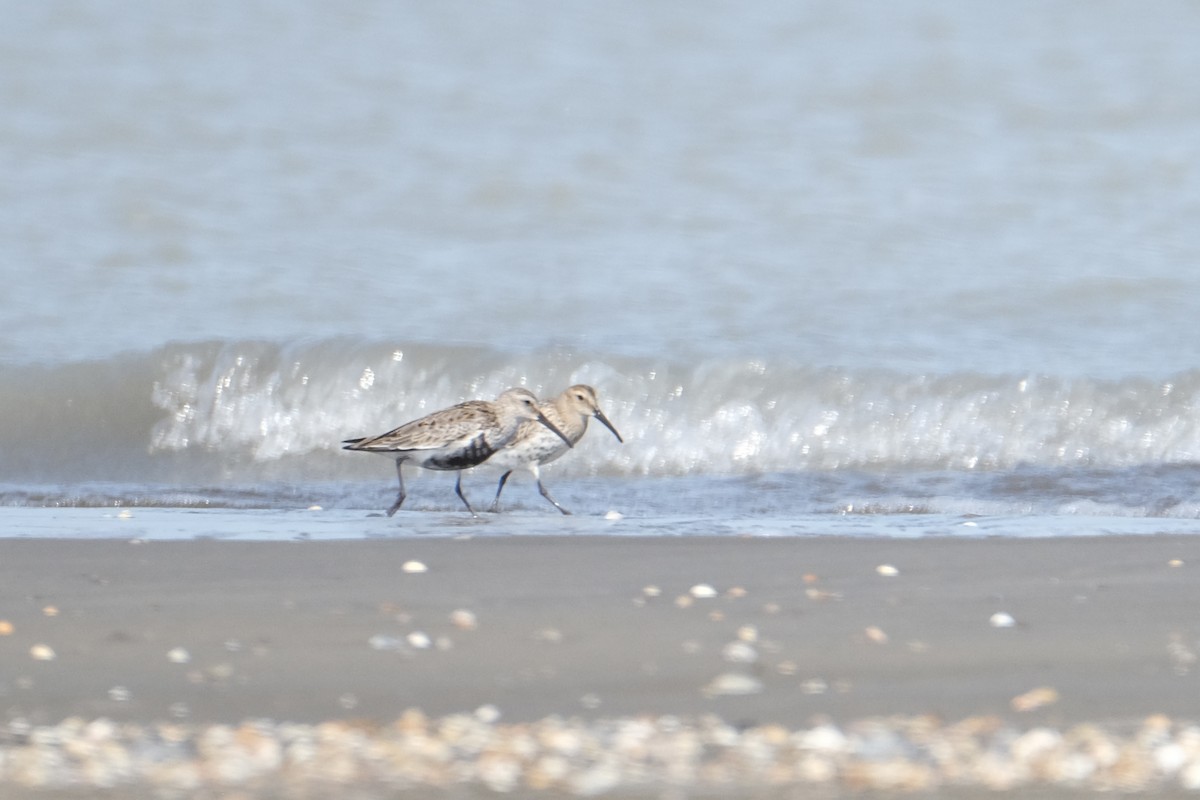 Dunlin - ML609434756