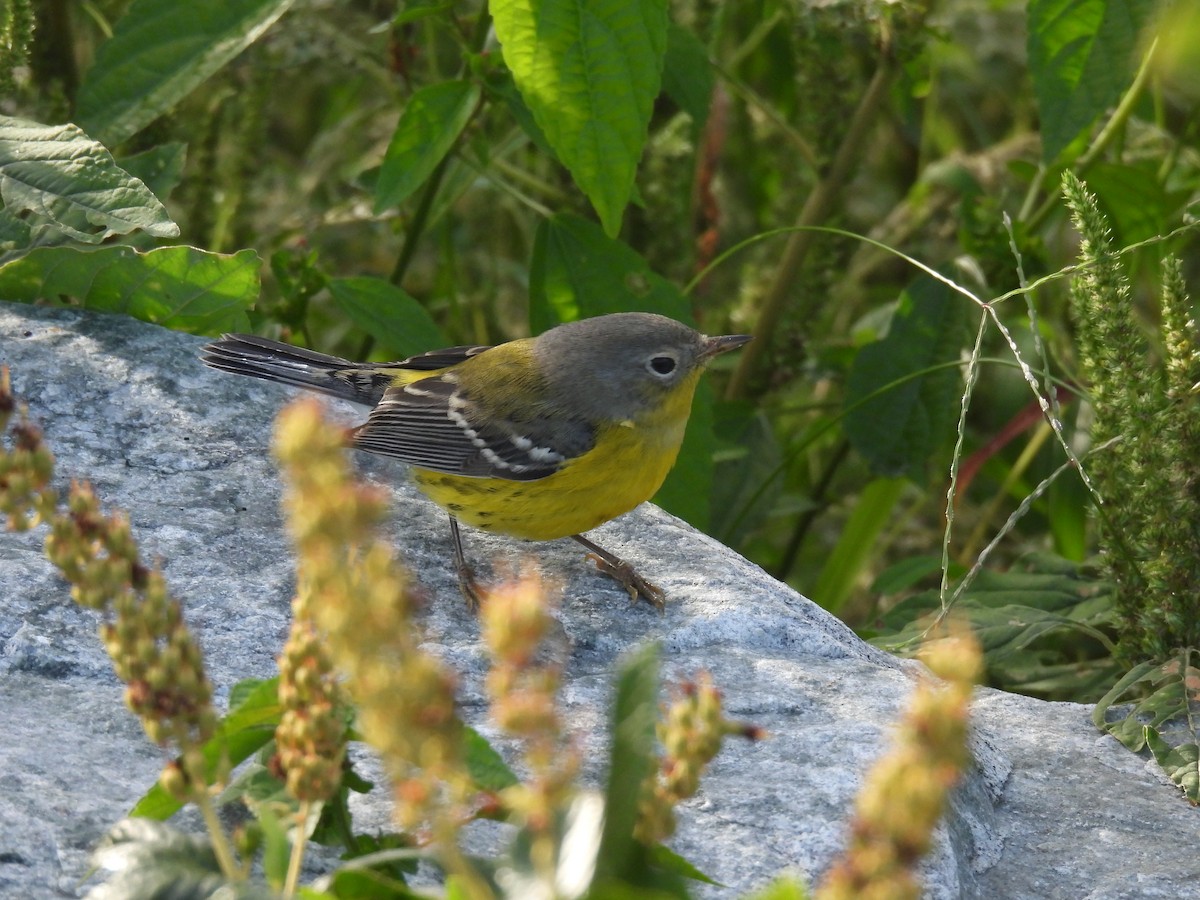 Magnolia Warbler - Julius Marinov