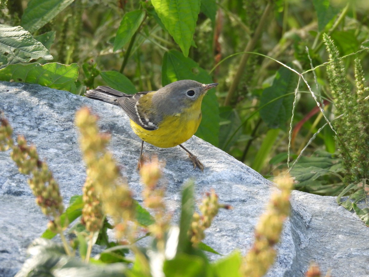 Magnolia Warbler - ML609434786