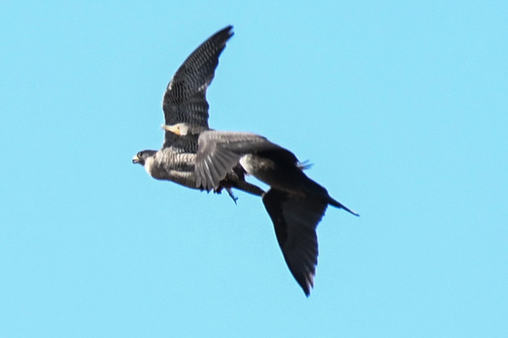 Double-crested Cormorant - ML609434798