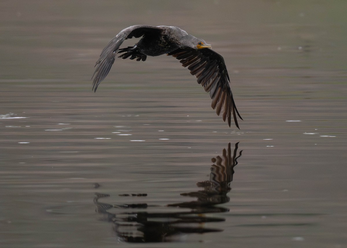 Cormorán Orejudo - ML609434867