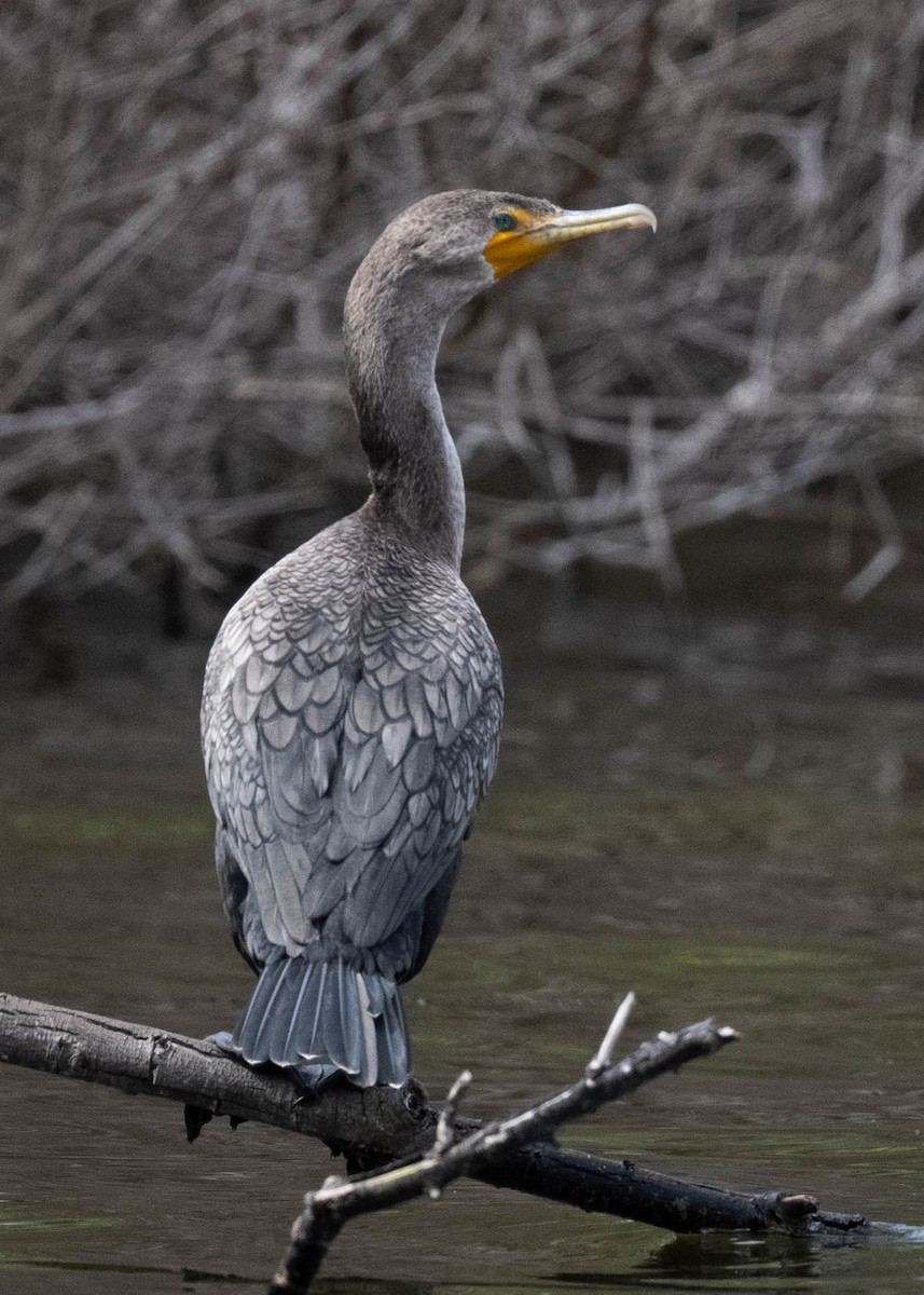 Cormorán Orejudo - ML609434874