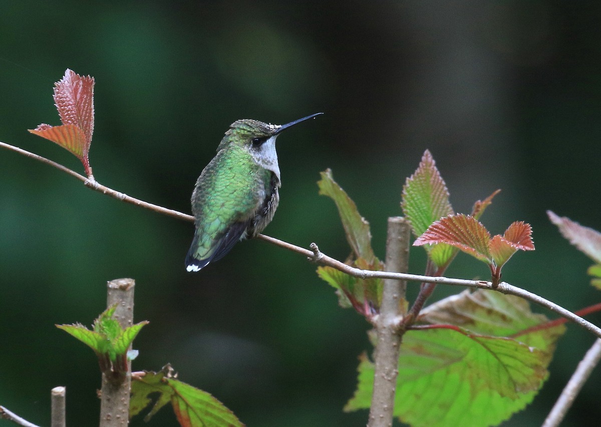 Ruby-throated Hummingbird - ML609434943