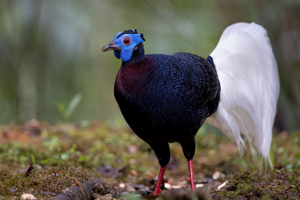 Bulwer's Pheasant - ML609434986