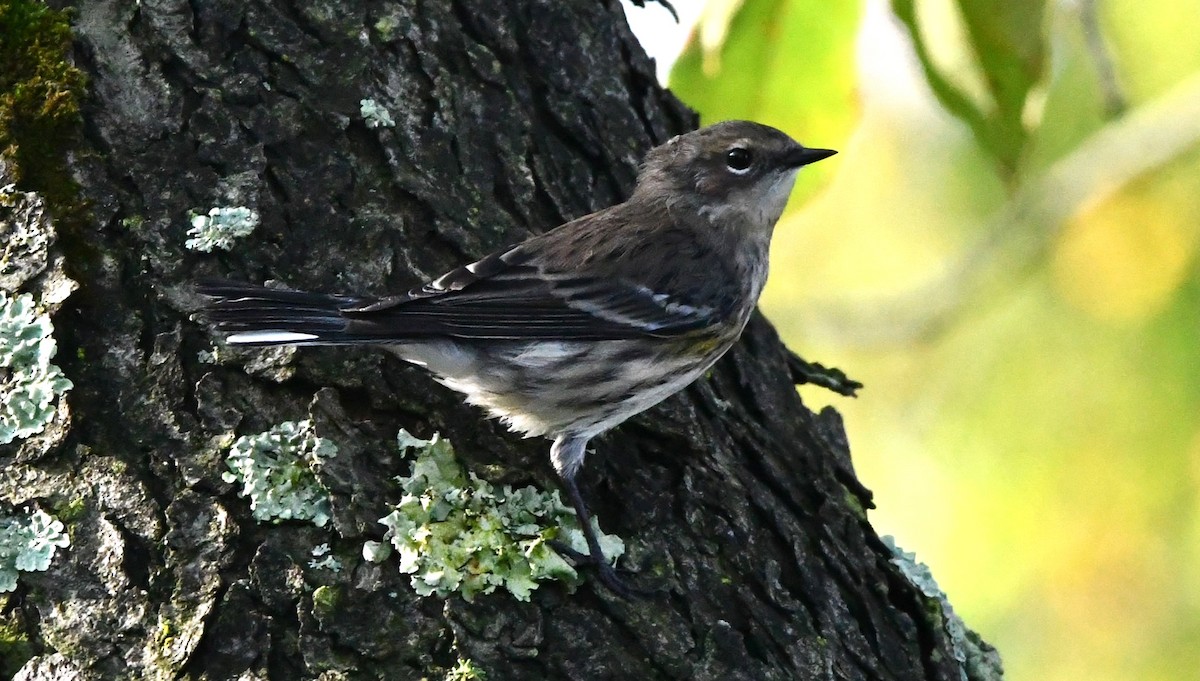 Yellow-rumped Warbler - ML609434987