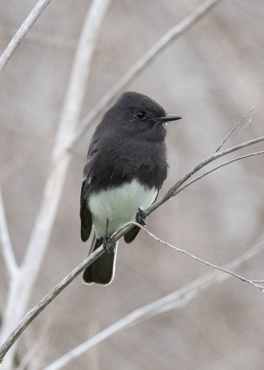 Black Phoebe - ML609434991