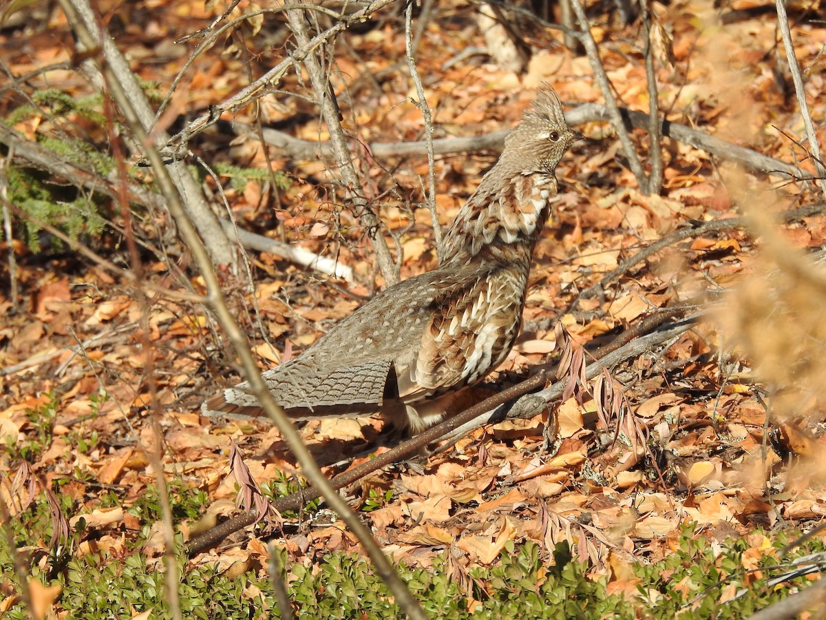 Ruffed Grouse - ML609435008