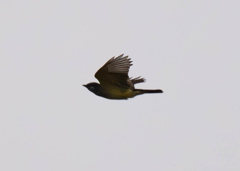 Cassin's Kingbird - ML609435009